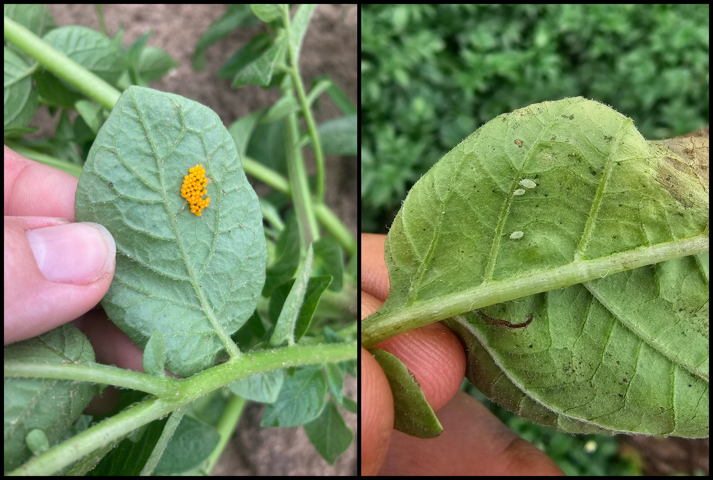 Colorado potato beetle eggs and aphids on a potato leaf.